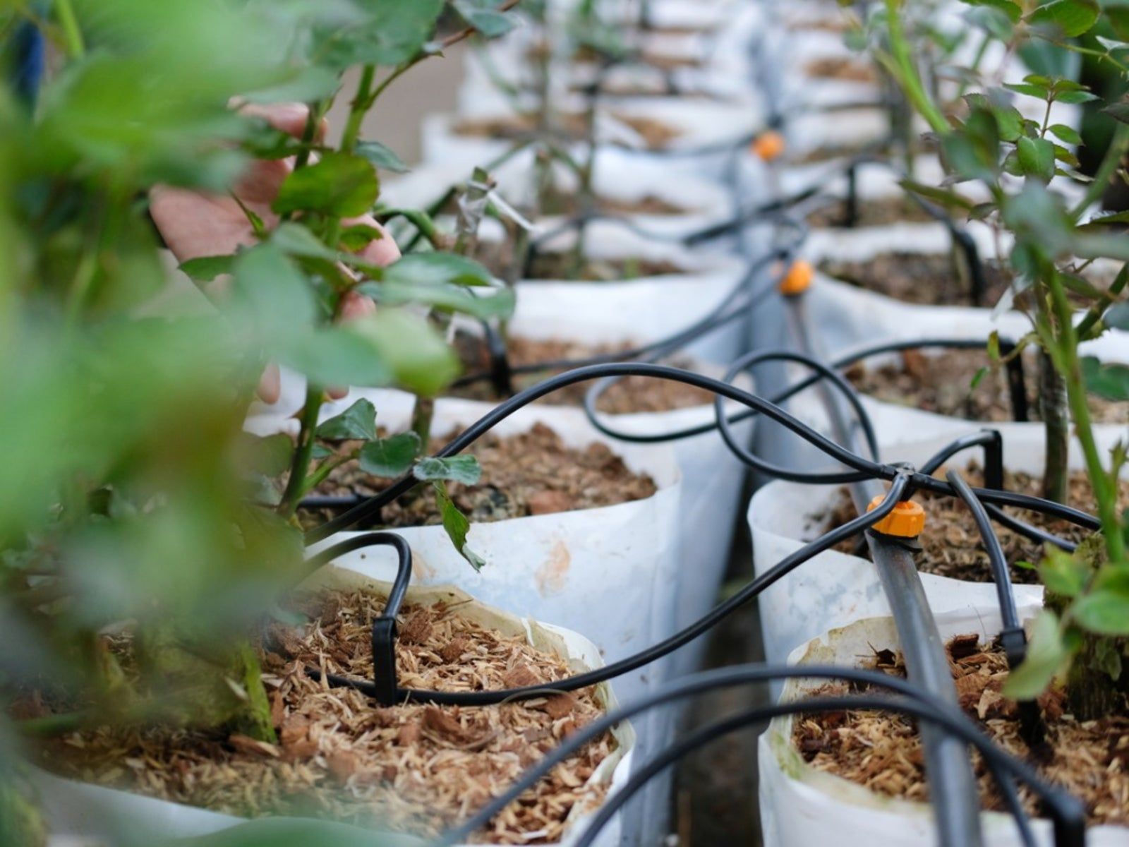 Irrigation & Fertigation